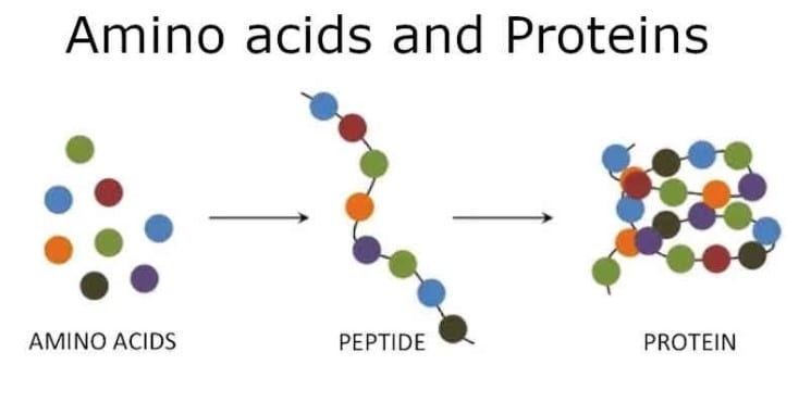 Keto Research Proteins